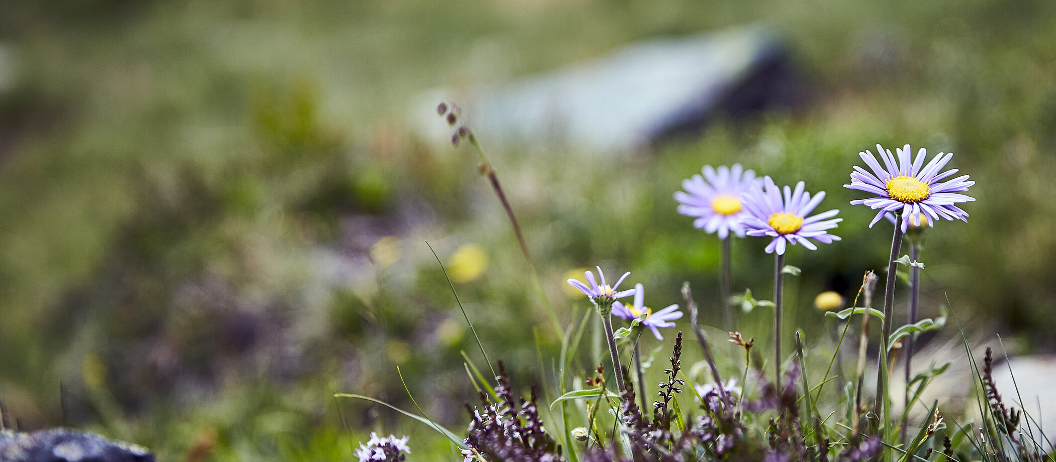 Blumen auf Wiese