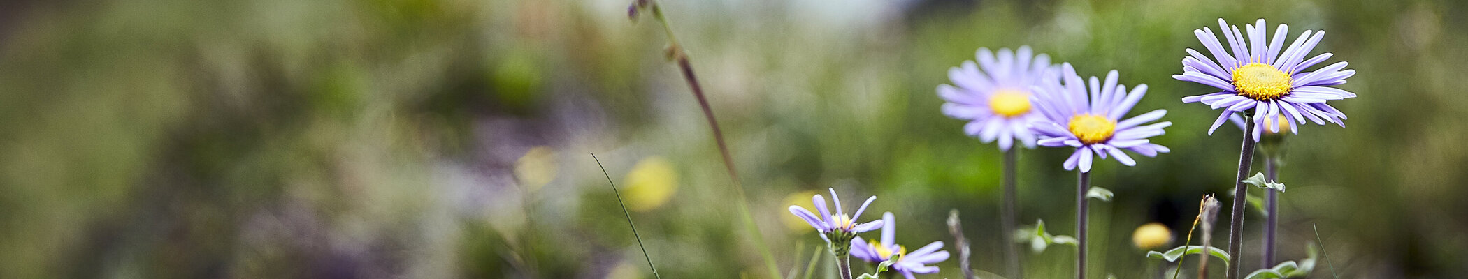 Blumen auf Wiese